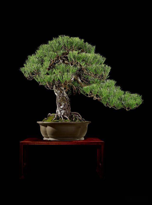 梣属落叶大乔木,是当今世界仅存的木犀白蜡名贵树种,是世界景盆景中的