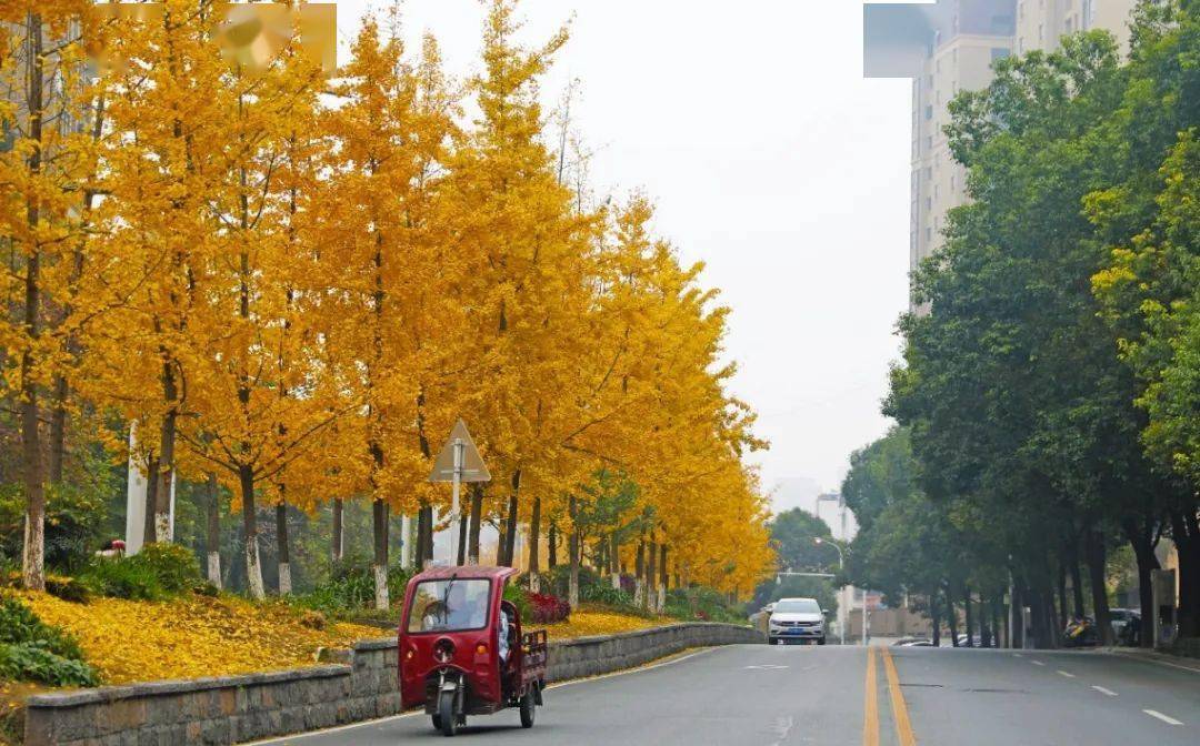 惊艳伍家岗最美银杏路
