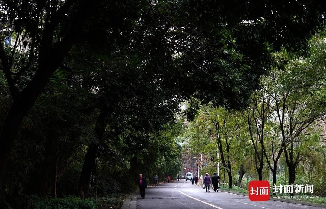 一路的参天大树为我们遮风挡雨
