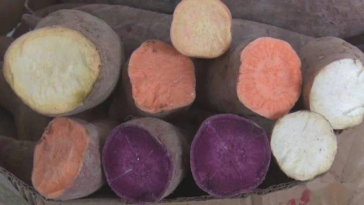 成武县郭福荣彩色地瓜借助电商扩销路带领村民发家致富