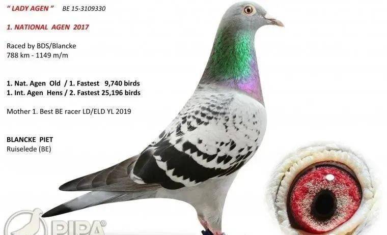 比利时3场长距离比赛最佳一岁鸽冠军;2019年kbdb全国长距离一岁鸽王5
