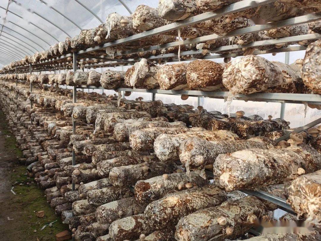 意渐浓,记者走进位于康乐县胭脂镇大庄村新建的现代农业科技示范基地