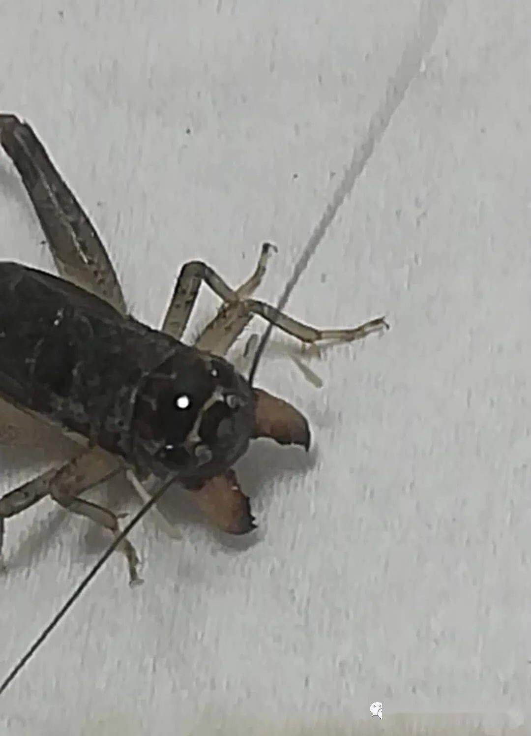 黑风口一嘴将_手机搜狐网