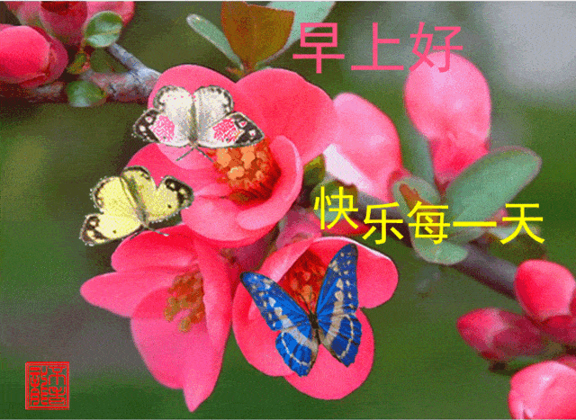 最新版非常漂亮的早上好表情图片 温馨早安心语语录