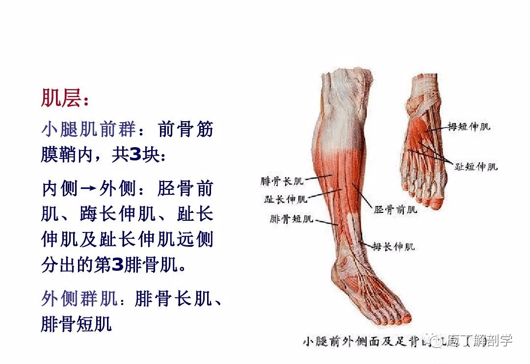 小腿部结构图图片