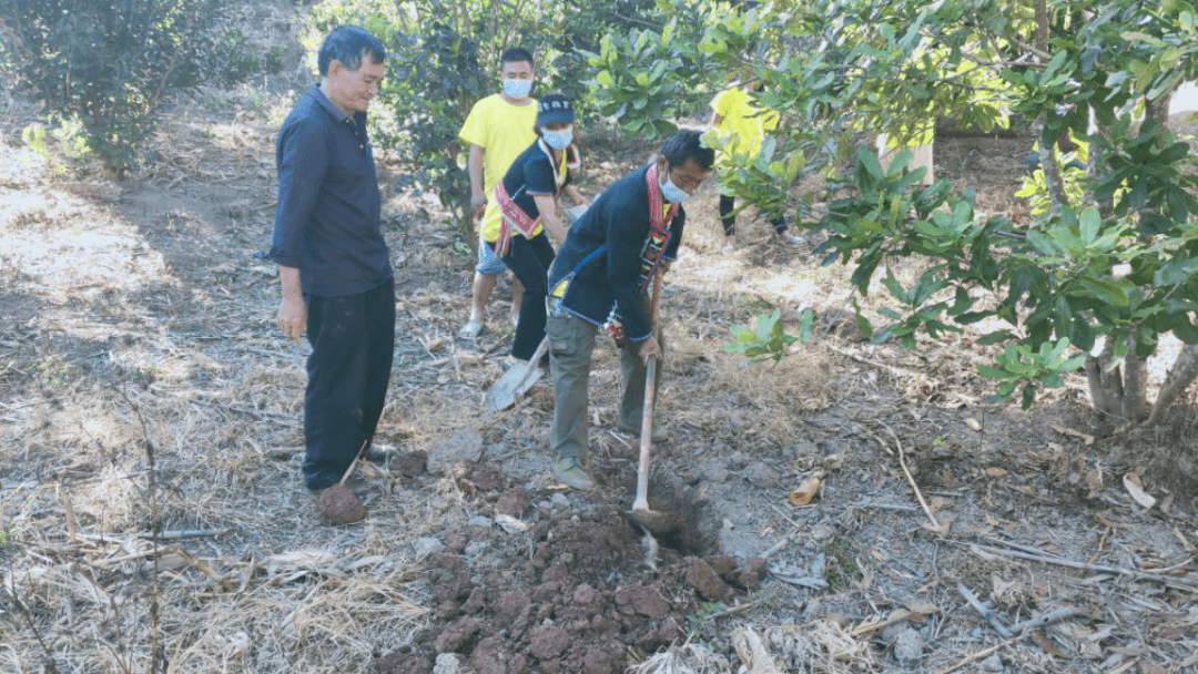 勐仑镇开展澳洲坚果种植管理技术培训巩固脱贫成果
