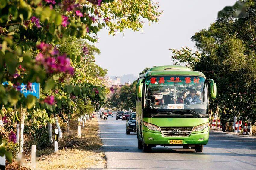 s203线容县至黎村公路,开满紫荆花了