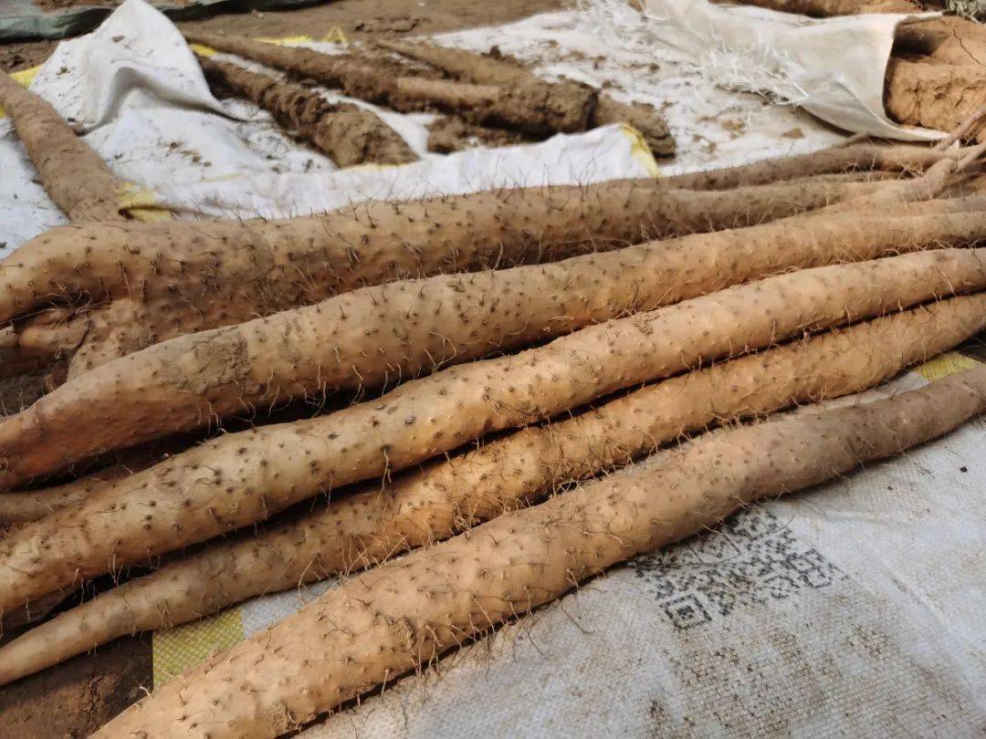 助农直播今天请为焦桥镇袁大哥家的优质细毛山药下单