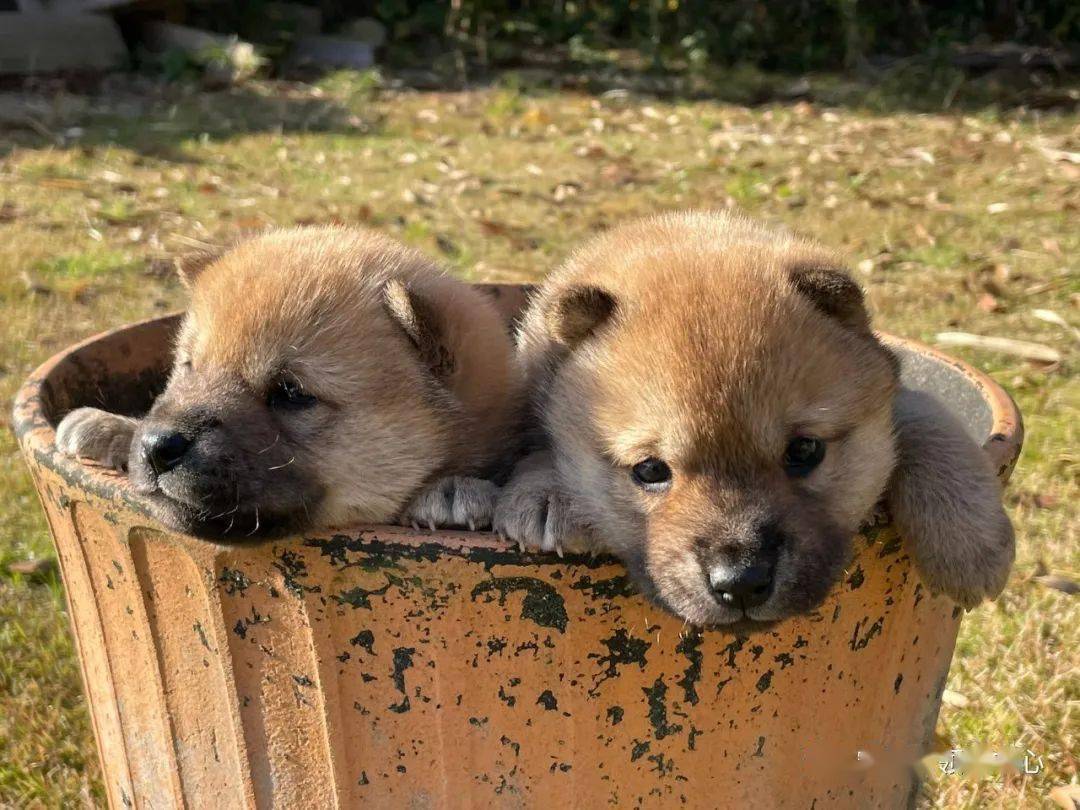 小奶狗已经够可爱了,小柴柴还做出这一动作,差点萌晕过去._柴犬