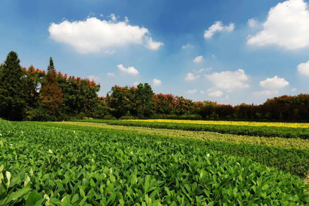 新区这个项目通过验收了_农业