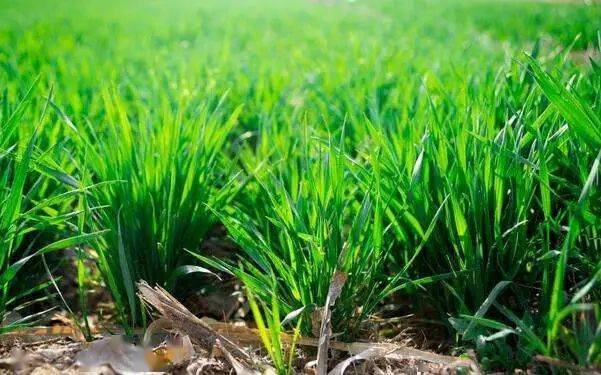 冬小麦如何肥料才能促成高产