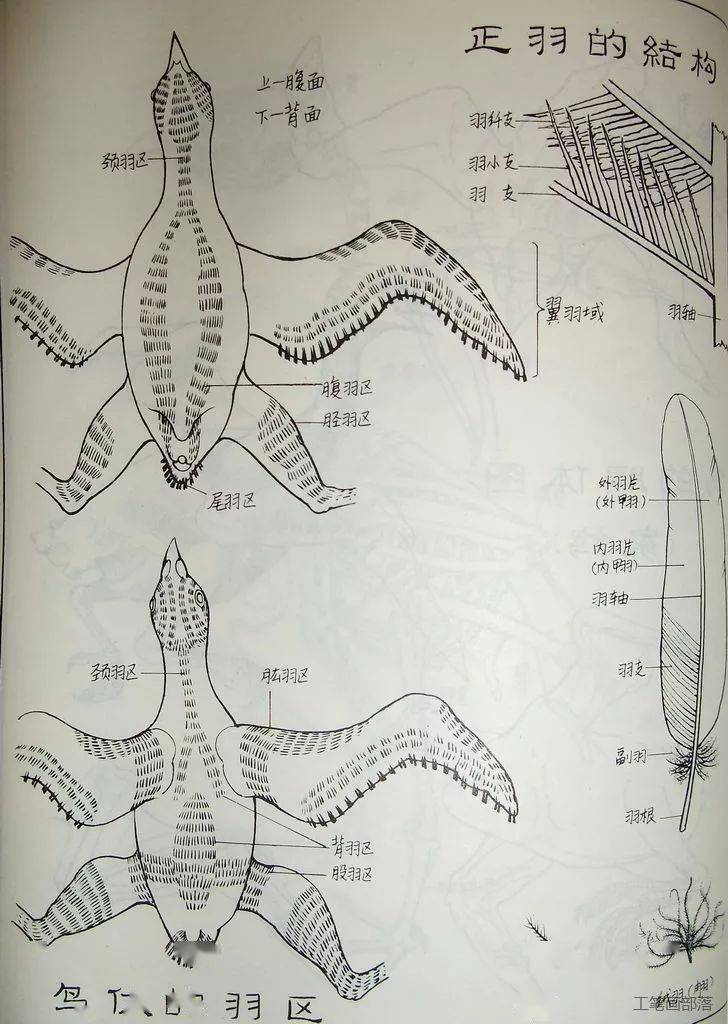 鸟的身体结构名称图图片