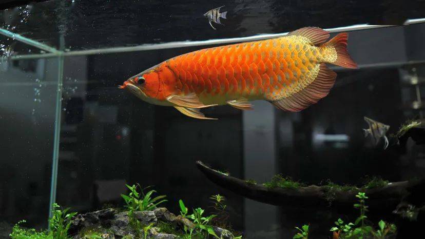 5,造景布局,这个就要看鱼缸放在家里哪一个位置,靠墙,玄关隔断,这两个