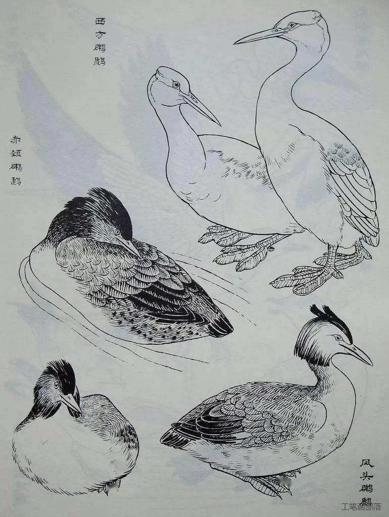 国画素材鸟类画谱分享体形结构各种鸟的神态