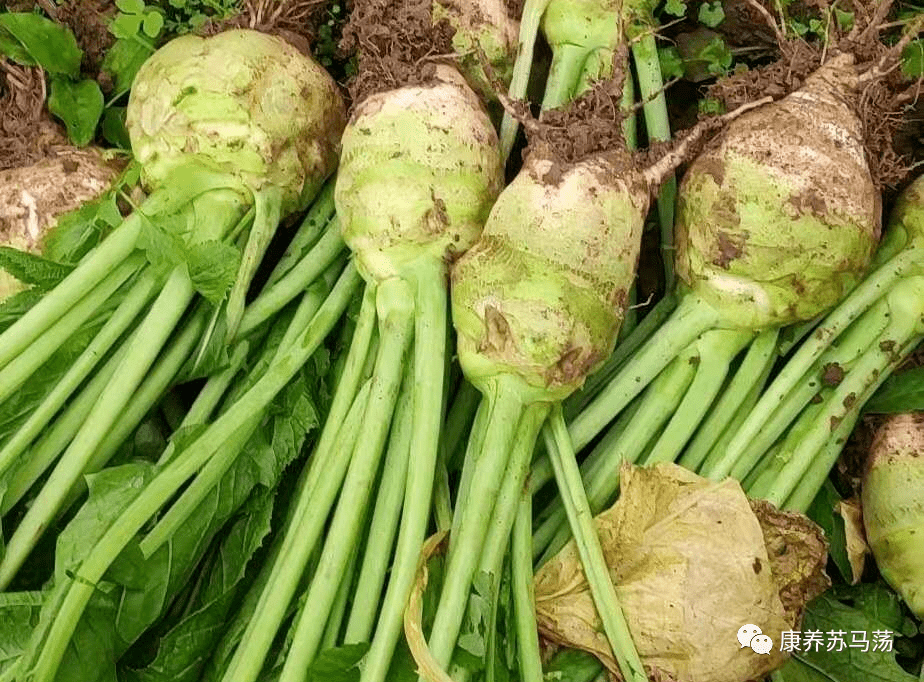 記憶中的那抹鄉愁醃製大頭菜