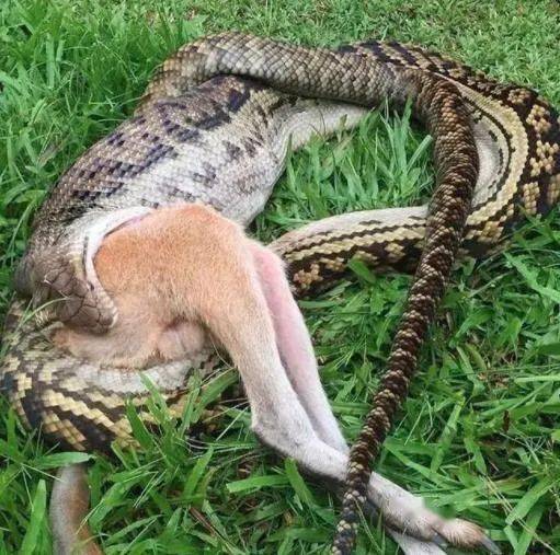 澳洲上演真实版蛇吞象缠身三四道一口吞下整只活物走着走着人没了