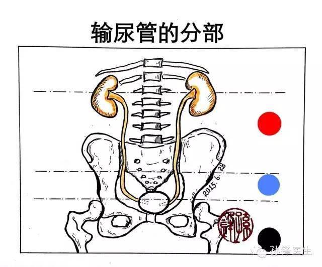 医学笔记输尿管局部解剖中的三个3