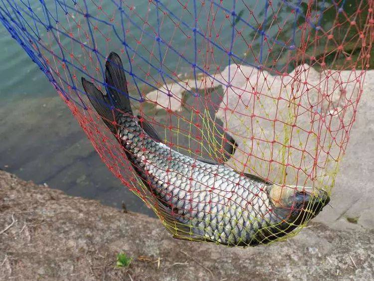 这鱼叫清波野生力道大把线拉得呼呼响