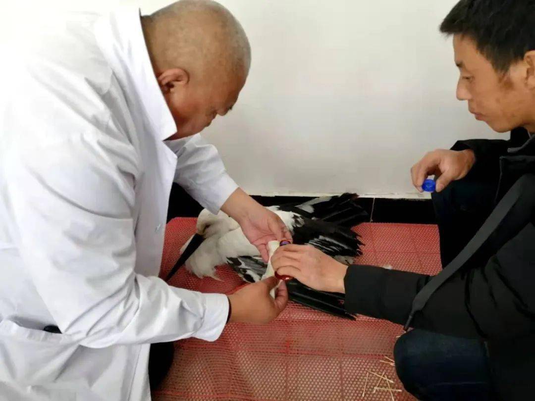 媒体关注龙江森工山河屯局永胜林场营救白鹳