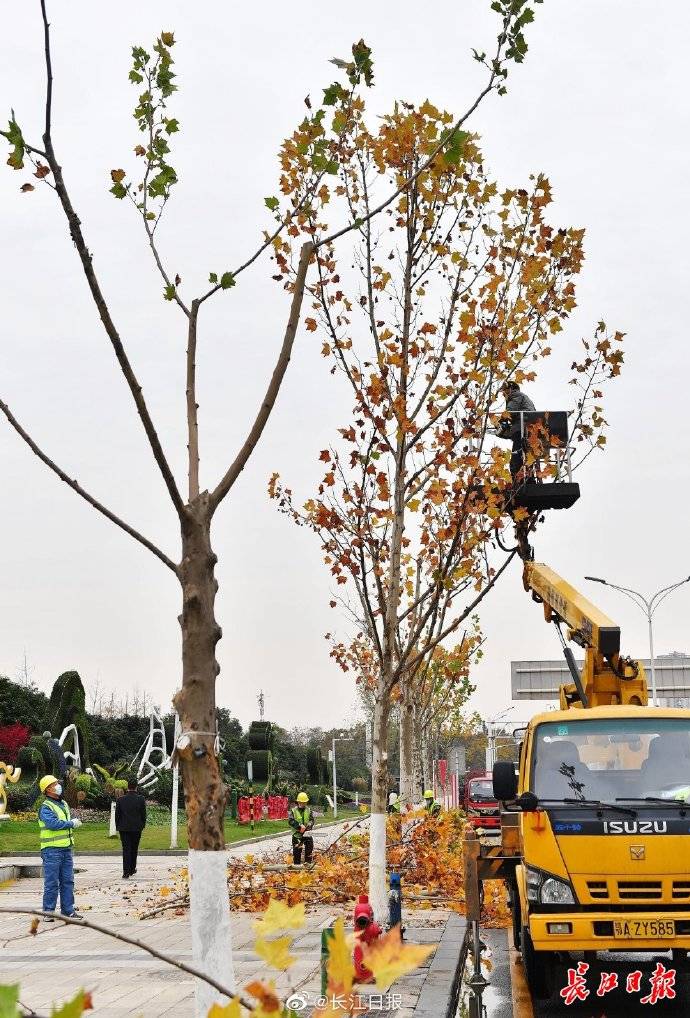 法桐"高脚杯" 冬日装满琥珀色_修剪