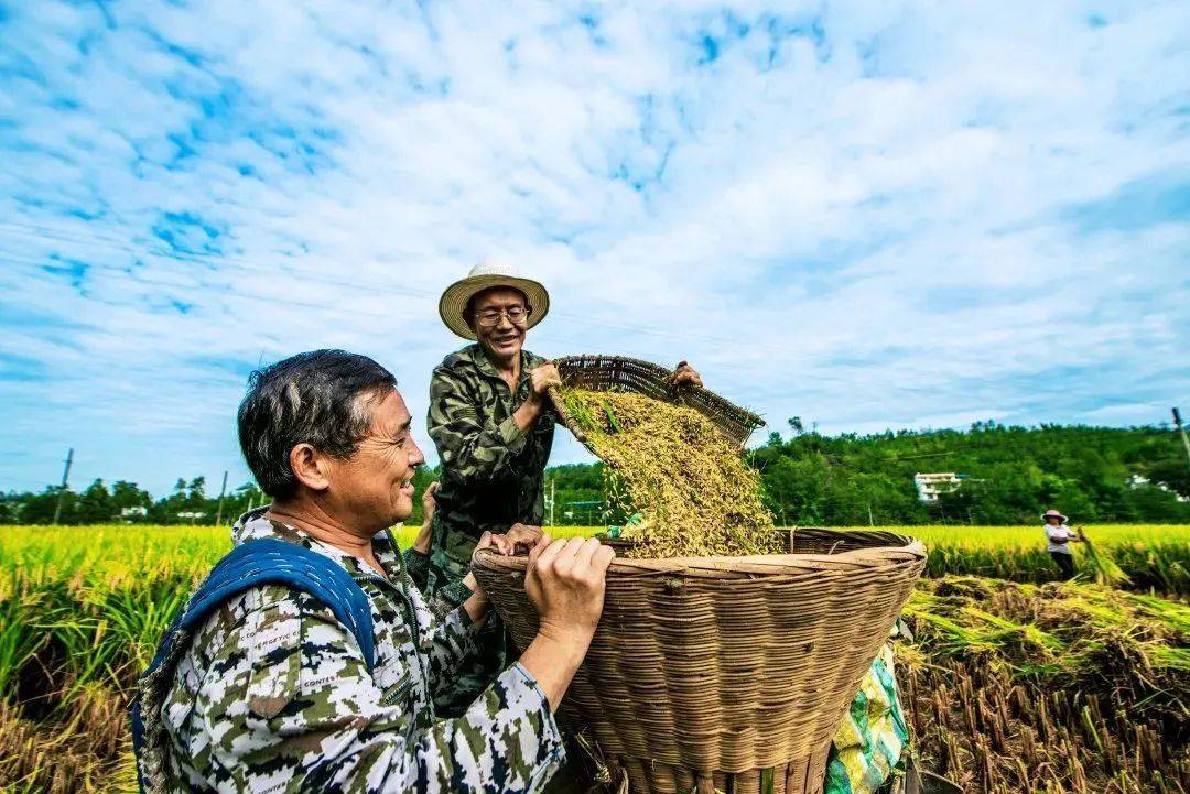 点赞旺苍特色产业扶贫成果登上央视新闻联播新闻直播间