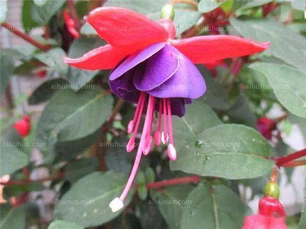 倒挂金钟只要注意这几个点,真的太好养了!_养殖