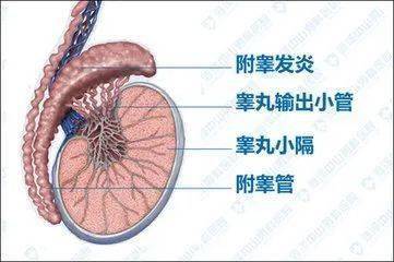 蛋疼怎麼辦?_睪丸