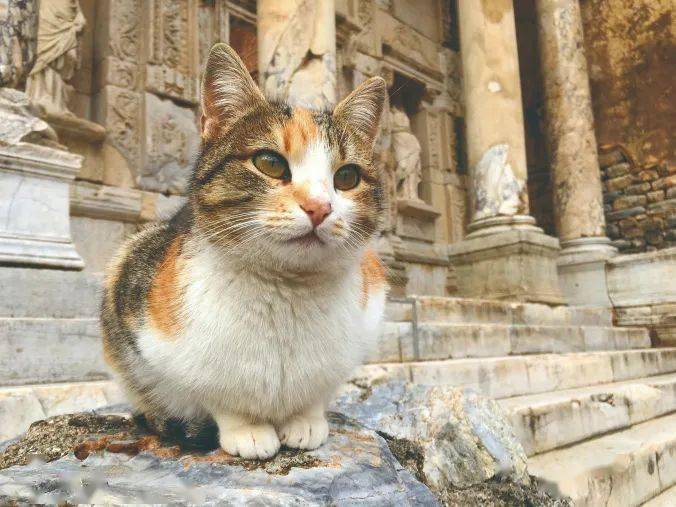 当流浪猫被当做"文化遗产"来保护:罗马废墟之上的猫咪王国
