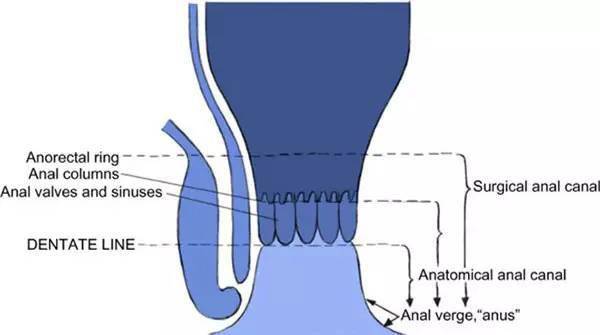 直肠齿状线的位置图片