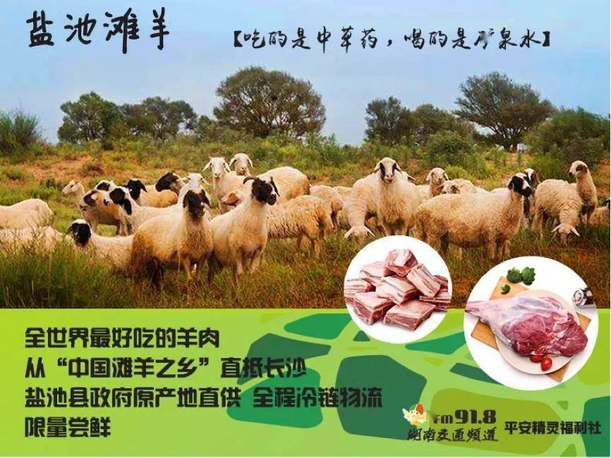 湖南吃货疯狂打call的盐池滩羊背后真相太惊人