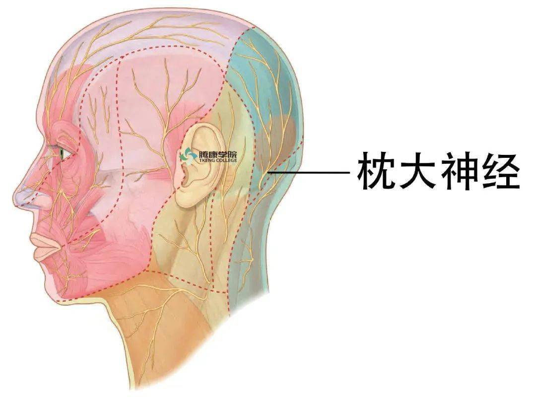 枕大神经体表定位图图片