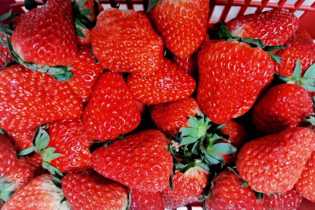 奉贤的草莓采摘地图你有了吗要赏红叶奉贤有何须千里香山寻