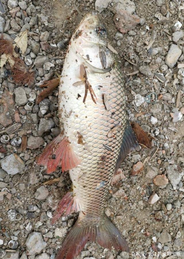 印度河道的鲫鱼能长到一米多长网友赶紧引入养殖