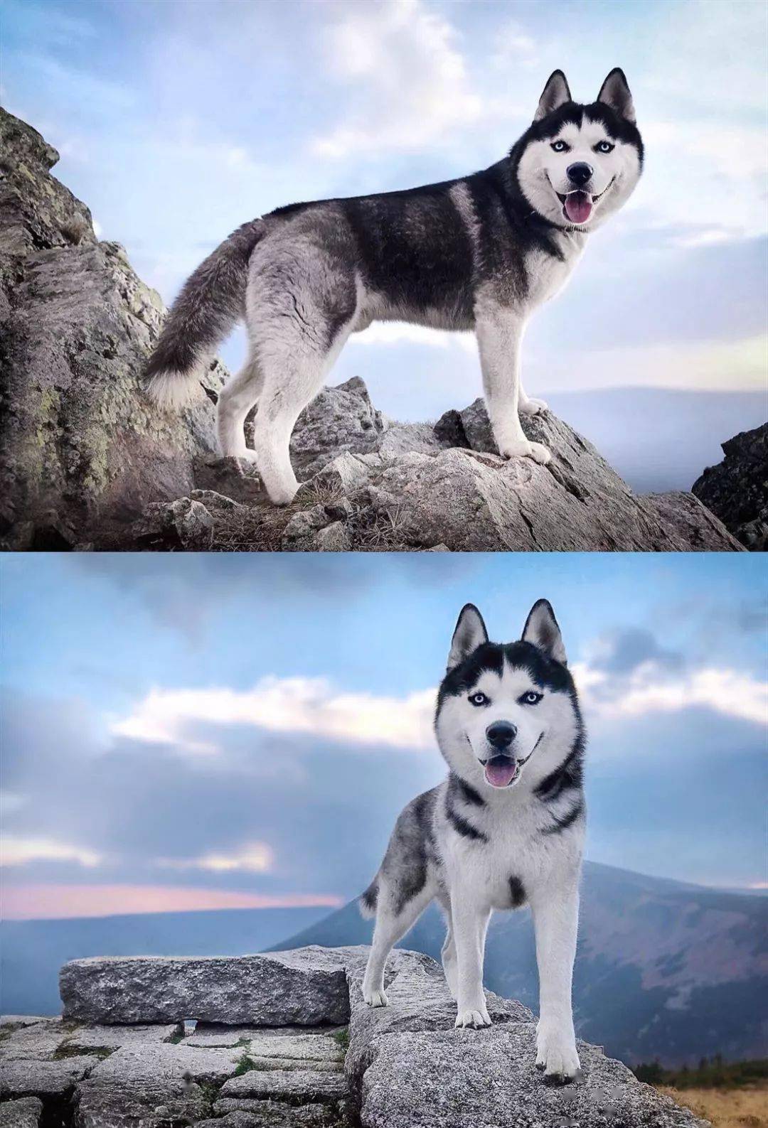 常常被哈士奇的沙雕气质所影响忘记了它其实也是超帅的狗狗