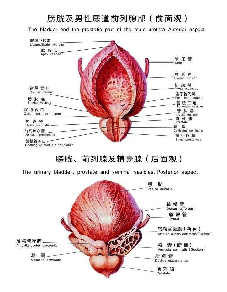 不同阶段前列腺癌如何诊治