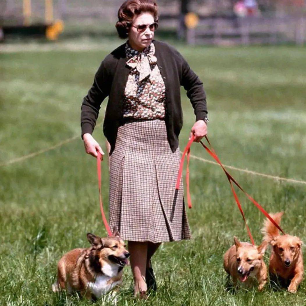 再次痛失小短腿只有一只柯基的女王今年圣诞有点孤单