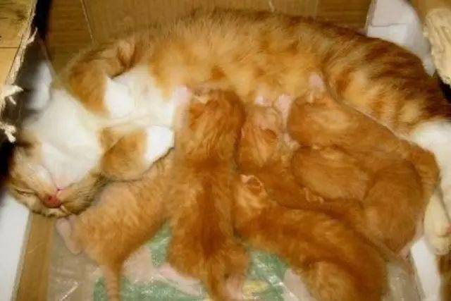 猫妈给孩子喂奶,露出一脸的生无可恋,朋友:这可都是你亲生的
