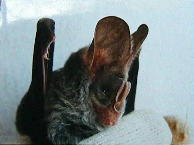 什么是阴阳师妖怪蝙蝠-妖怪蝙蝠详解