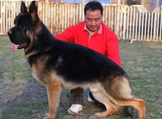 猛犬中的怪犬4侠堪比江南七怪利益争夺的牺牲品