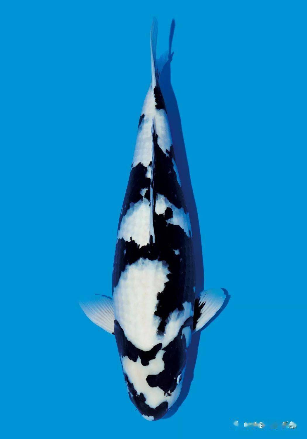 中锦锦鲤俱乐部 12-20 18:05 订阅 黑白"第一强手"就是白写,是最玫哪