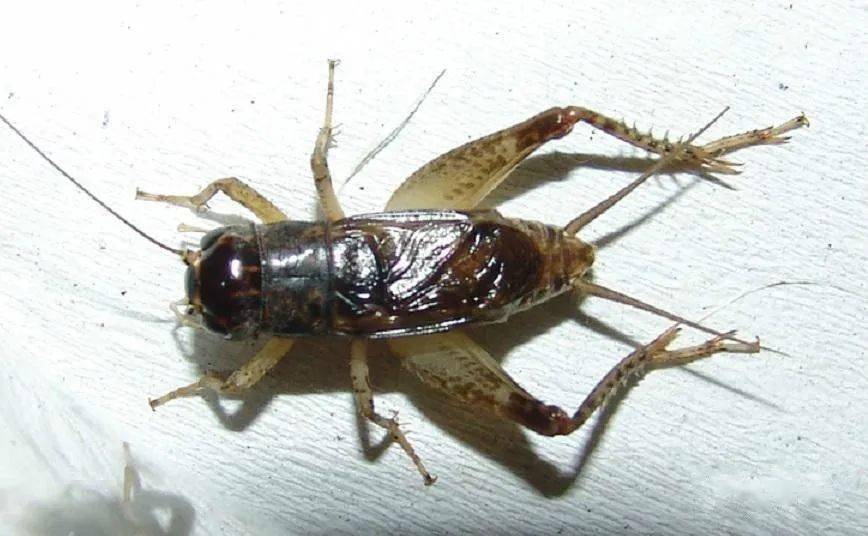 蟋蟀红牙黄将军图图片