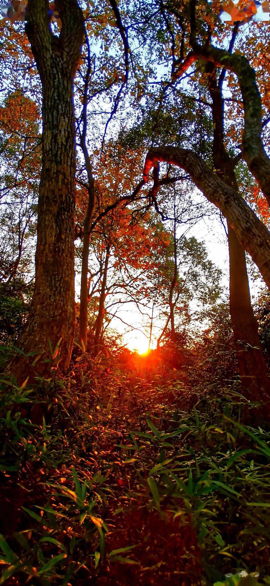 【走游全州】夕阳下,全州镇田伟底村醉美枫林!