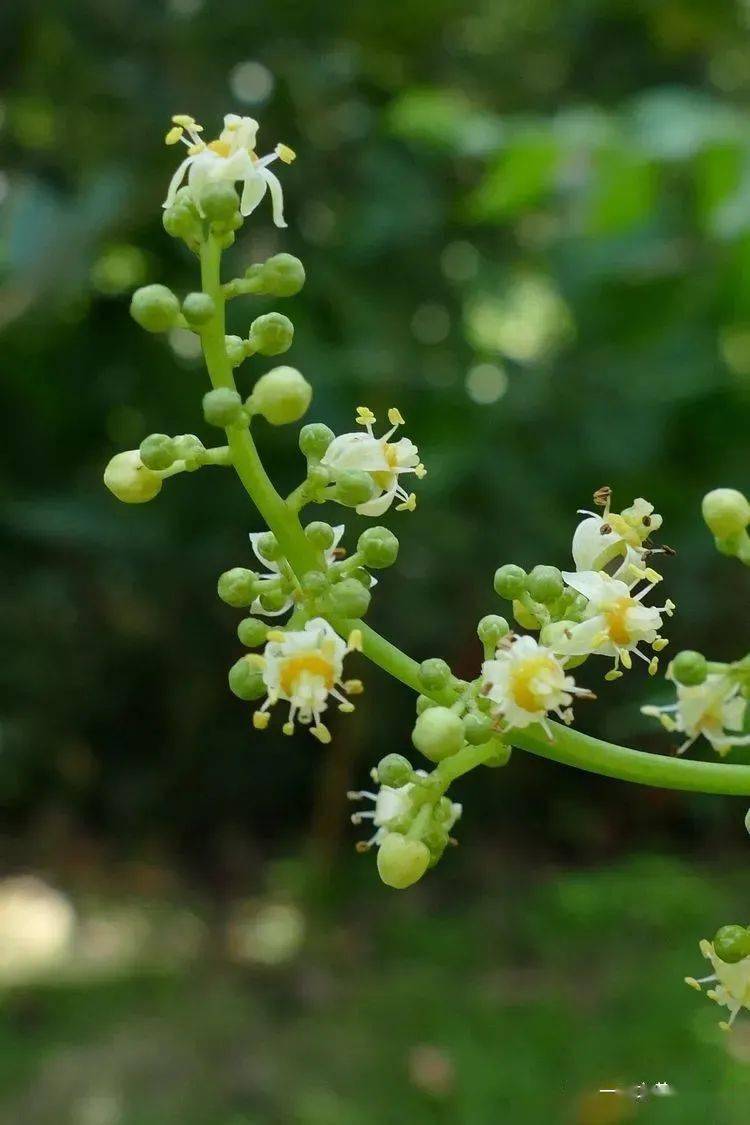 【你好!大自然】第177期:版纳植物园撷芳(十之六)