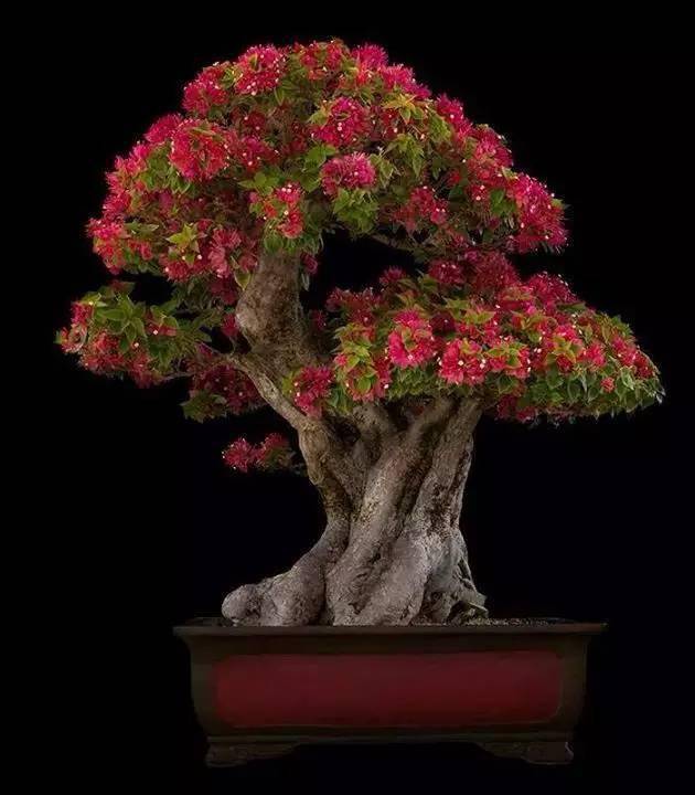 盆景盆景之美美到窒息