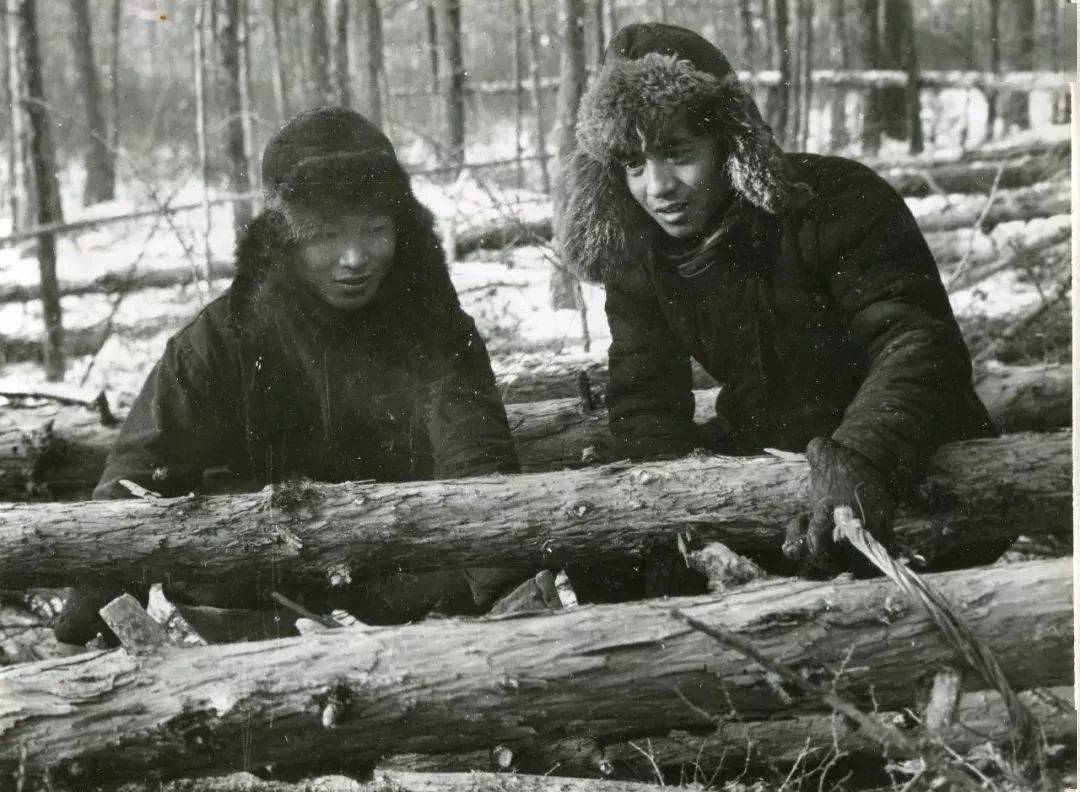 林区往事四大工种采集装运