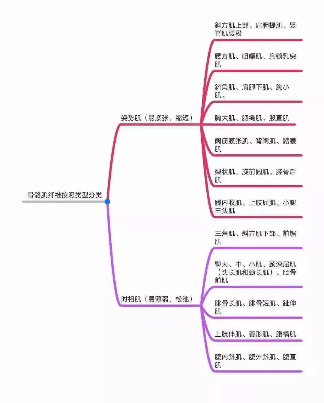 体形矫正全身异常体态姿势解剖学分析思维导图