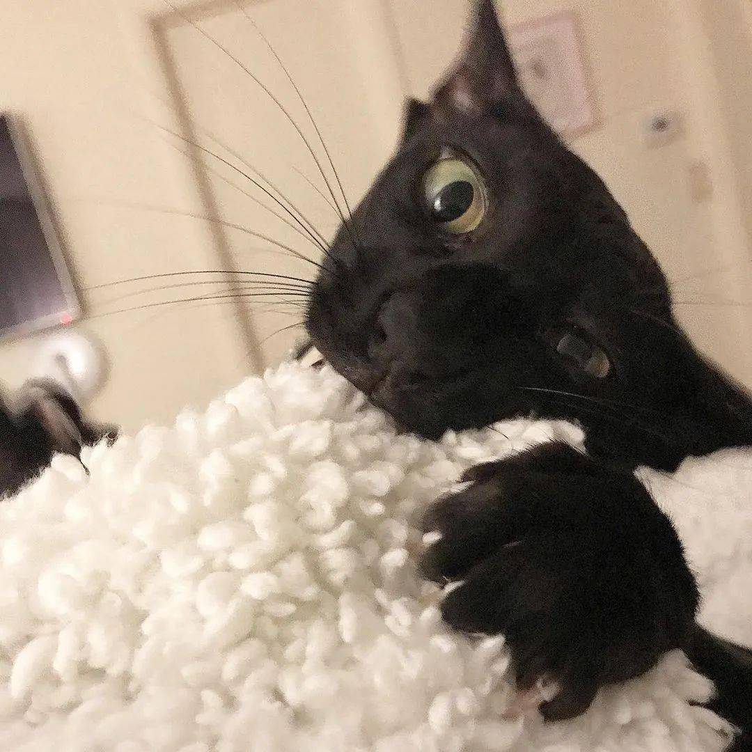 你见过这样的绅士猫吗