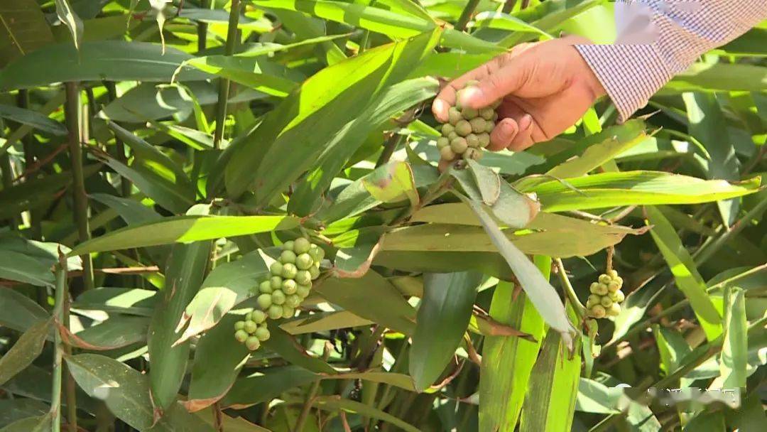 2018年初,岑溪市农业局推广益智果种植,免费发放益智苗,廖木森又看到