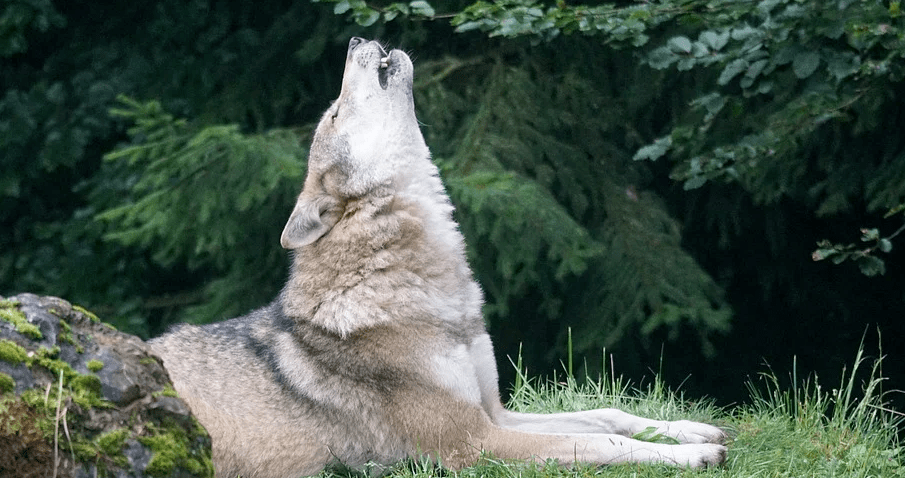 狼来了被母狼喂大的罗马竟真出现狼群为啥来会吃人吗
