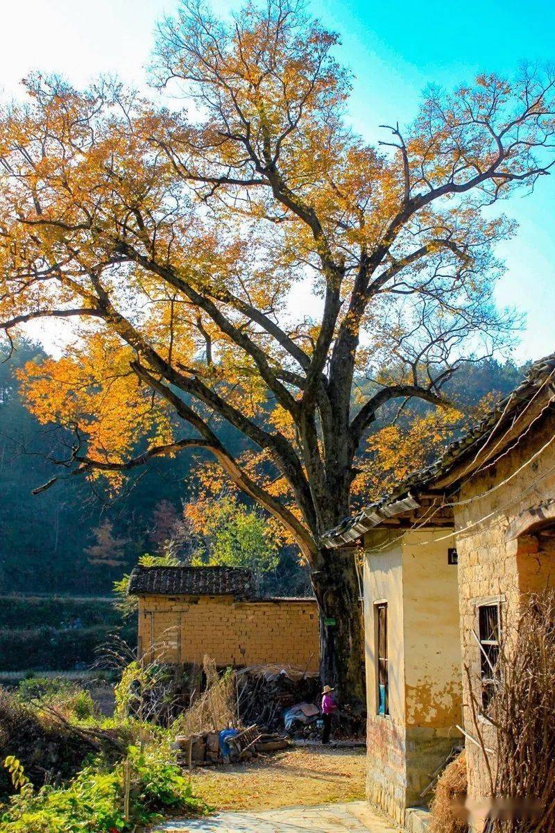 围观罗田县我家门前那棵树摄影获奖作品欣赏